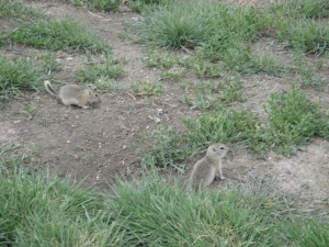 Picture of prairie dogs at the University of Saskatchewan